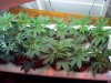 new grow 3.5 weeks 004.jpg