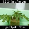 sigaretclone_day1.jpg