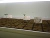 Day 13 - Grow cubes.jpg