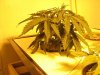 weed pics 020.jpg