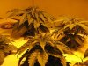 weed pics 021.jpg