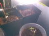 grow room day 5.jpg