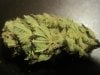 dried and cured greenhouse cheese 3(bubble gum skunk).jpg