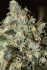 papaya2-day55-2.jpg