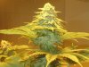 casey jones end week five flowering 004.jpg