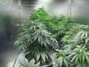 NEW GROW SHUT 003.JPG