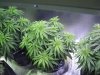 NEW GROW SHUT 014.JPG