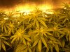 NEW GROW SHUT 023.JPG