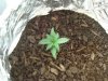 plant one day 21.jpg