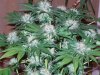 begining week 8 of flowering 002.jpg