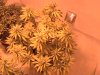 Red Dragon 2 weeks flower.JPG