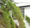 10867Sativa-Colombiana-9.gif