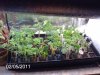 2-5-2011 clones 001.jpg