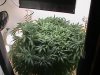 mary lsd 4th week flower 016.JPG