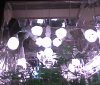 97 10 bulbs.jpg