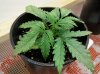 day 15 plant #2.jpg