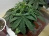 day 20 plant #2.jpg