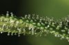 Trichome.jpg