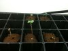 seedling2.jpg