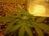 Grow pics 007.jpg