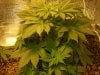 Grow pics 005.jpg