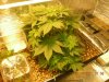 Grow pics 002.jpg