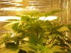 Grow pics 006.jpg