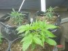 1fst grow 009.jpg