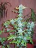 last week of flower before flush 007.jpg