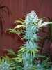 last week of flower before flush 008.jpg