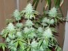 last week of flower before flush 009.jpg