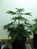 day 25 plant #2.jpg