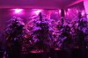 led grow light 025.jpg