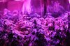 led grow light 031.jpg