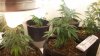 Grow Room 024.jpg