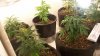 Grow Room 007.jpg