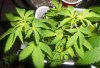 02-17-11 SK topped clone.jpg