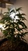 2-19-11 grow pics 004.jpg