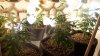 2-19-11 grow pics 001.jpg