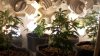 2-19-11 grow pics 008.jpg