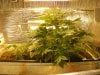 grow pics update 2-20-2011 006.jpg