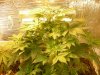 grow pics update 2-20-2011 003.jpg