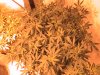 Purple Kush started 12-15.JPG