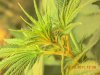 grow pics 22-25-2011 014.jpg