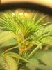 grow pics 22-25-2011 013.jpg