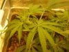 grow pics 22-25-2011 005.jpg