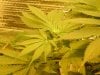 grow pics 22-25-2011 001.jpg