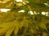 grow pics 22-25-2011 003.jpg