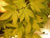 grow pics 22-25-2011 007.jpg