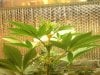 grow pics 22-26-2011 002.jpg